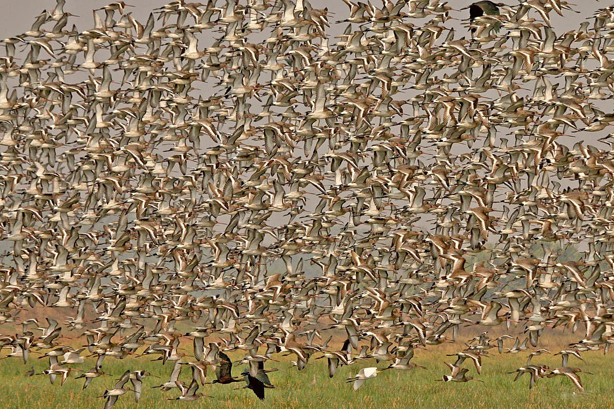 A dense flock of birds in flight above the Mangalajodi wetland.