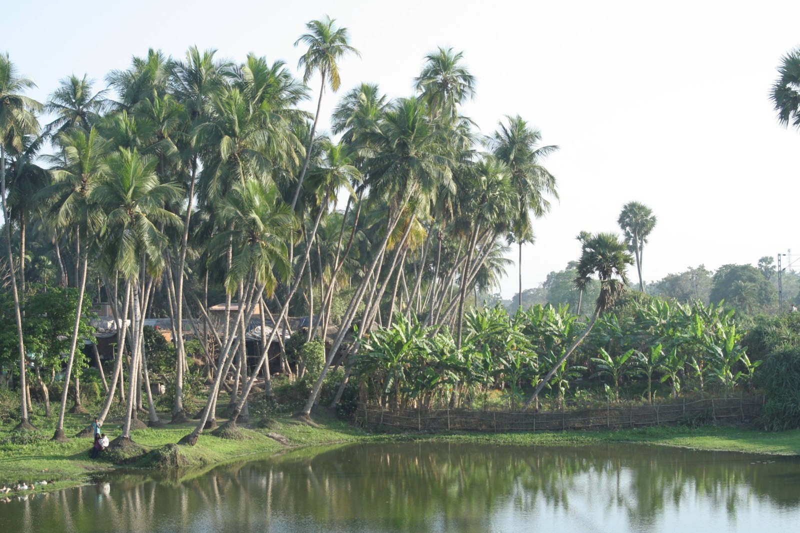 Coconut palms beside water in Raghurajpur.