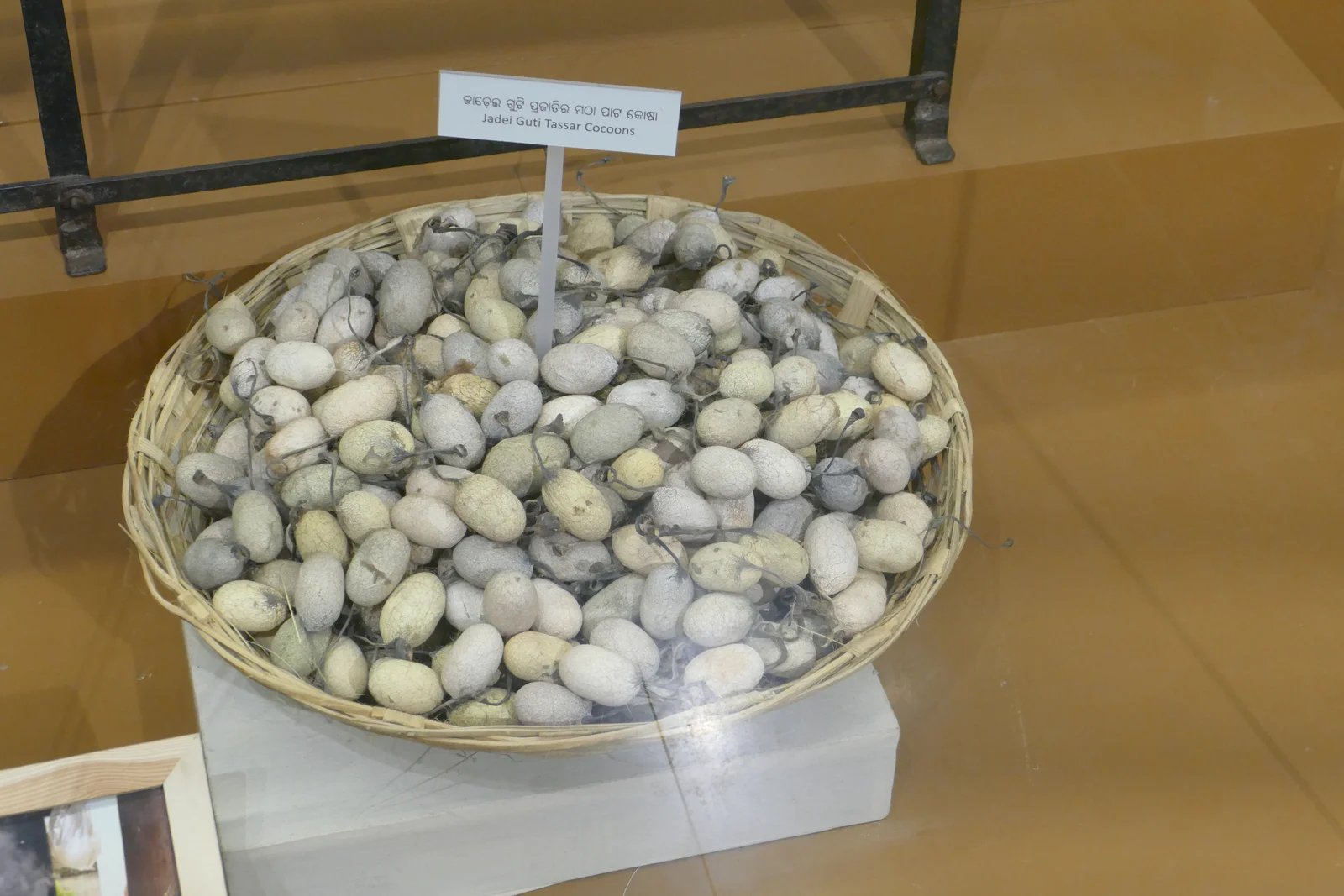 A shallow woven basket filled with oval cocoons beneath a Tasar cocoon label